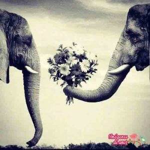 amor love real