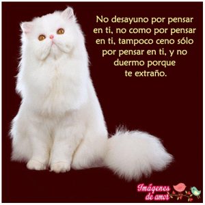 eres mi vida imagen