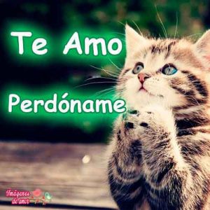 imagen gatito TE AMO