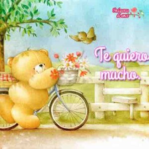 osito imagenes