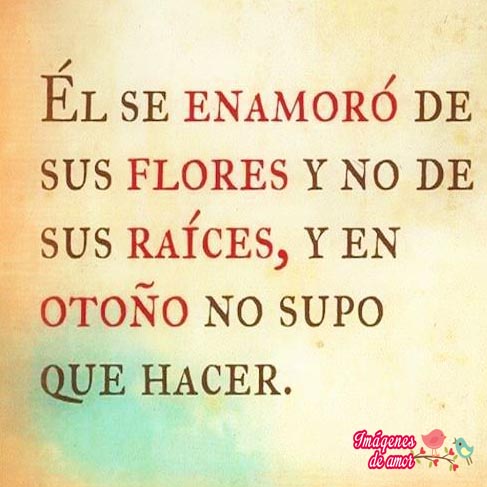 flores sin raices