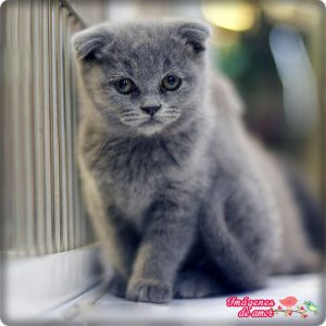 gato