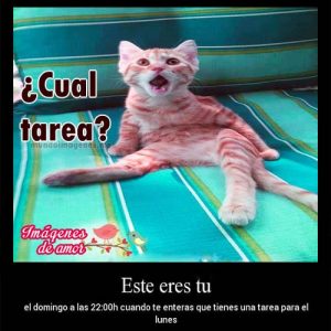 habia tarea