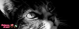 portada facebook cat