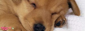 portada facebook dog