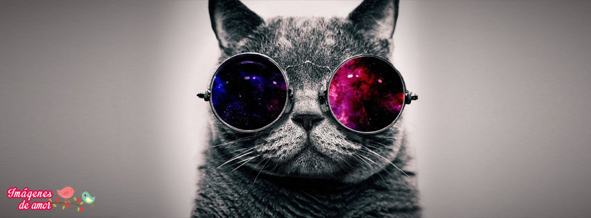 portada facebook gato