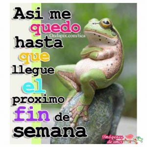 sapo