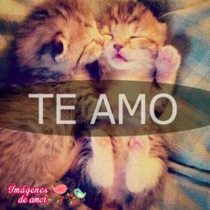 te amo gatito imagen