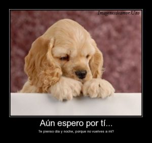 imagenes tiernas animales amor
