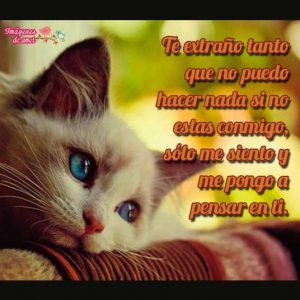 imagenes tiernas 11
