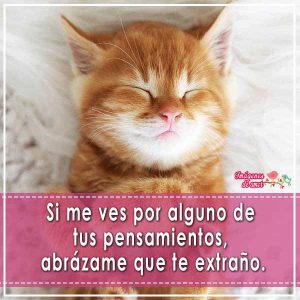 imagenes tiernas 12