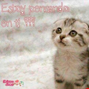 imagenes tiernas 13