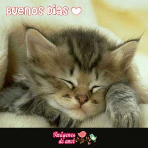imagenes tiernas 14