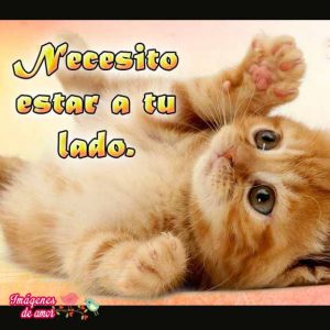 imagenes tiernas 17