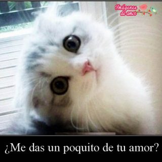 imagenes tiernas para descargar