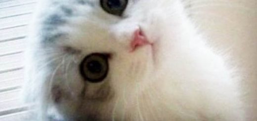 imagenes tiernas para descargar