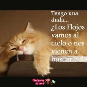 imagenes tiernas 5