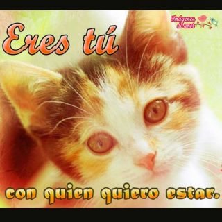 imagenes tiernas para descargar