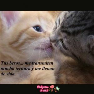 imagenes tiernas 9