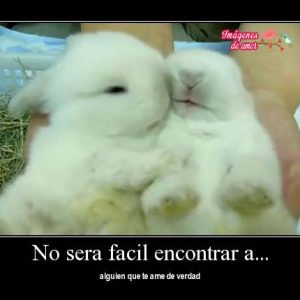 imagenes tiernas animales 1