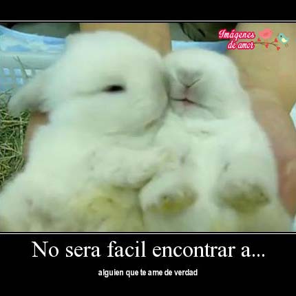 imagenes-tiernas-animales-1