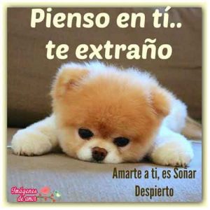 imagenes tiernas animales 10