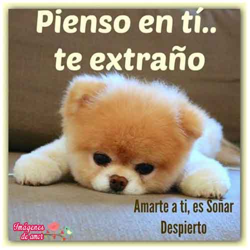 imagenes-tiernas-animales-10