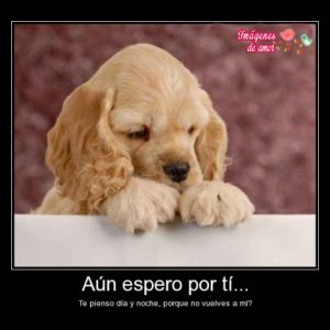 imagenes tiernas animales 11