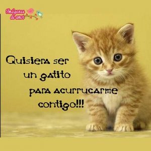 imagenes tiernas animales 3