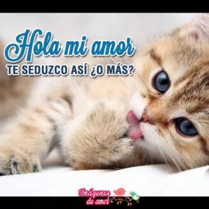 imagenes tiernas animales