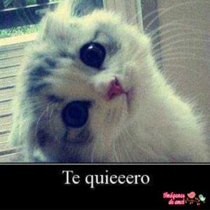imagenes tiernas animales 4