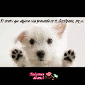 imagenes tiernas animales 5