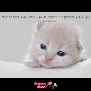 imagenes tiernas animales 6