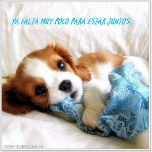 imagenes tiernas animales 7