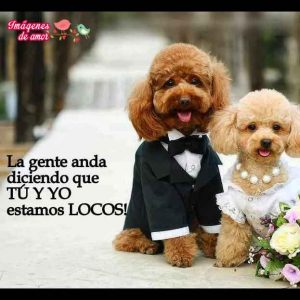 imagenes tiernas animales 8