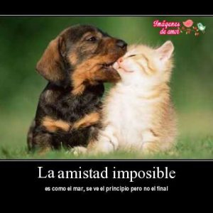 imagenes tiernas de animales 11