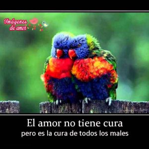 imagenes tiernas de animales 12