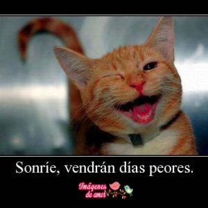 imagenes tiernas de animales 13
