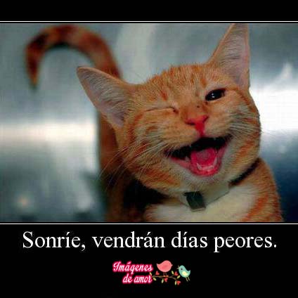 imagenes-tiernas-animales13