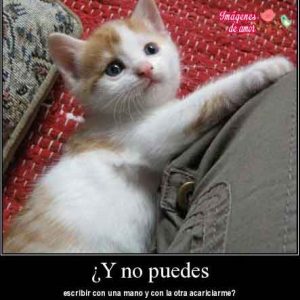 imagenes tiernas de animales 14