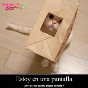 imagenes tiernas de animales 15