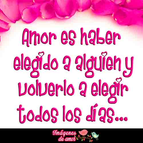 rose petals on white background