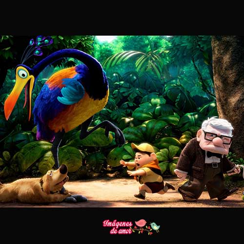 imagenes-up-18